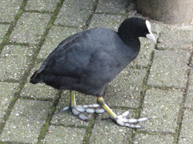 Смотреть фото Лысуха Фото Лысуха