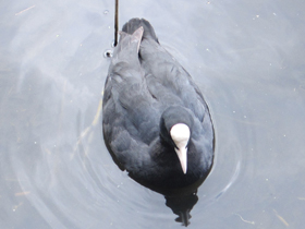 Смотреть фото Лысуха Фото Лысуха