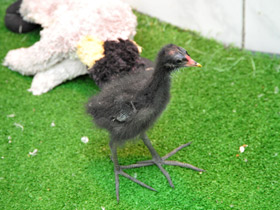 Смотреть фото Камышница Фото Камышница