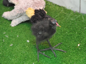 Смотреть фото Камышница Фото Камышница