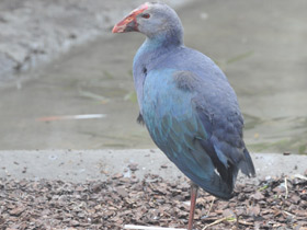 Смотреть фото Султанка Фото Султанка