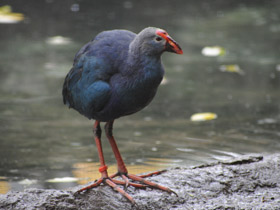 Смотреть фото Султанка Фото Султанка