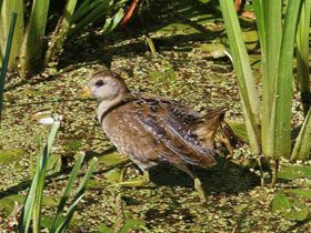 Фото Каролинский пастушок