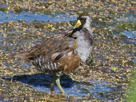 Фото Каролинский пастушок