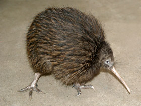 Киви: птица из ящика