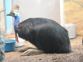 Смотреть фото Шлемоносный казуар Фото Шлемоносный казуар