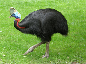 Смотреть фото Оранжевошейный казуар Фото Оранжевошейный казуар