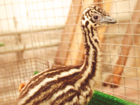 Смотреть фото Эму Фото Эму