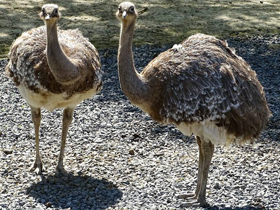 Фото Нанду Дарвина