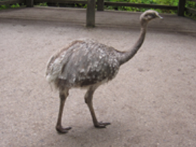 Фото Нанду Дарвина