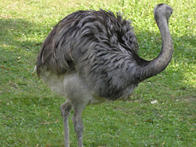 Смотреть фото Обыкновенный нанду Фото Обыкновенный нанду