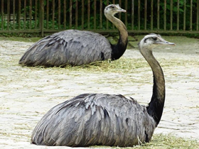 Смотреть фото Обыкновенный нанду Фото Обыкновенный нанду