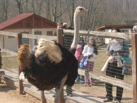 Фото Африканский страус