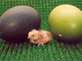 Африканский страус