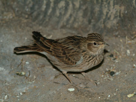Смотреть фото Полевой жаворонок Фото Полевой жаворонок