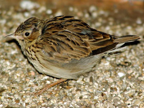 Фото Лесной жаворонок