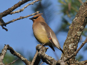 Смотреть фото Американский свиристель Фото Американский свиристель
