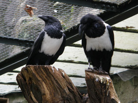 Смотреть фото Пегий ворон Фото Пегий ворон