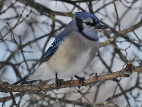 Голубая сойка