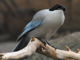 Смотреть фото Голубая сорока Фото Голубая сорока