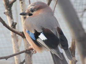 Смотреть фото Сойка Фото Сойка