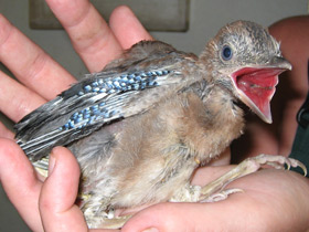 Смотреть фото Сойка Фото Сойка