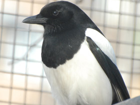 Фото Сорока