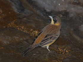 Смотреть фото Черноголовая овсянка Фото Черноголовая овсянка