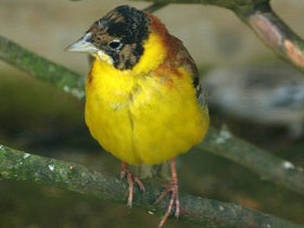 Смотреть фото Черноголовая овсянка Фото Черноголовая овсянка