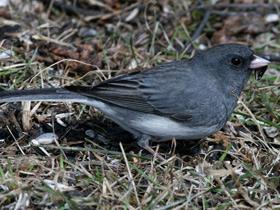 Смотреть фото Серый юнко Фото Серый юнко