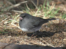 Смотреть фото Серый юнко Фото Серый юнко