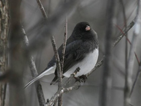 Смотреть фото Серый юнко Фото Серый юнко