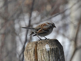 Смотреть фото Древесная воробьиная овсянка Фото Древесная воробьиная овсянка