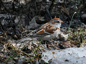 Смотреть фото Древесная воробьиная овсянка Фото Древесная воробьиная овсянка