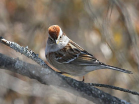 Смотреть фото Древесная воробьиная овсянка Фото Древесная воробьиная овсянка