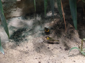 Смотреть фото Кубинский тиарис Фото Кубинский тиарис