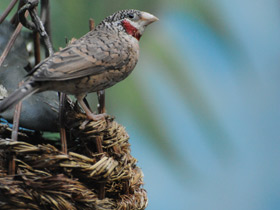 Смотреть фото Красногорлая амадина Фото Красногорлая амадина