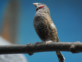 Смотреть фото Красногорлая амадина Фото Красногорлая амадина