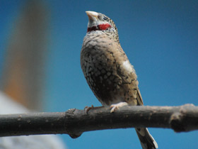 Смотреть фото Красногорлая амадина Фото Красногорлая амадина