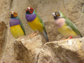 Фото Амадина Гульда