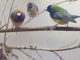 Фото Амадина Гульда