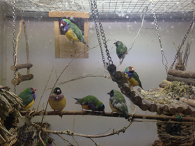 Фото Амадина Гульда