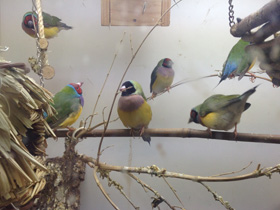 Фото Амадина Гульда