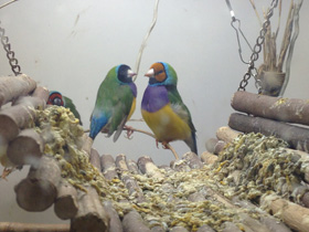 Фото Амадина Гульда