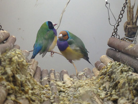 Фото Амадина Гульда