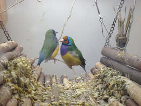 Фото Амадина Гульда