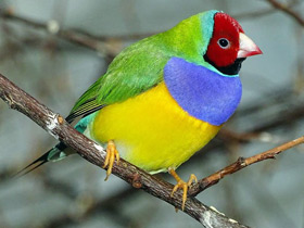 Фото Амадина Гульда