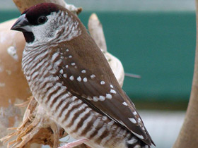 Смотреть фото Краснолобая амадина Фото Краснолобая амадина