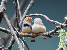 Фото Зебровая амадина
