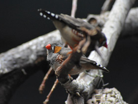 Фото Зебровая амадина